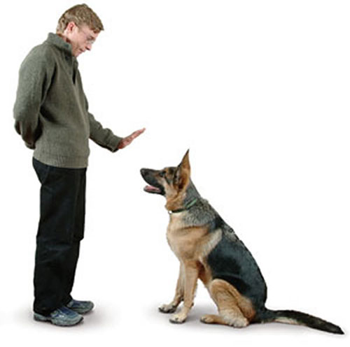 Основные правила дрессировки собак