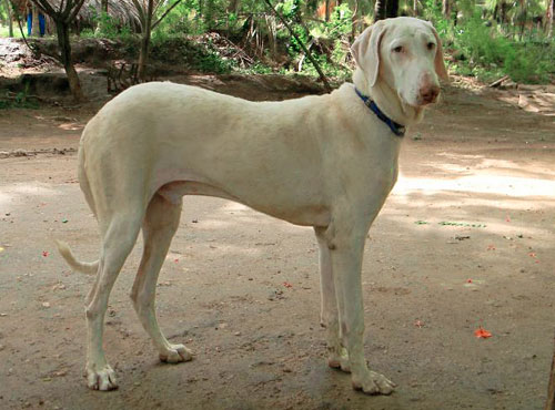 Раджапалайям (порода собак)