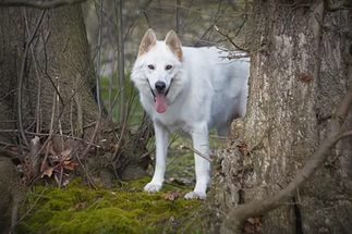 Северная Инуитская собака