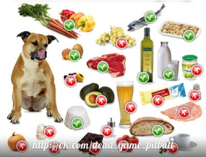 Рецепты еды для собак
