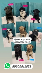 Щенки в добрые руки